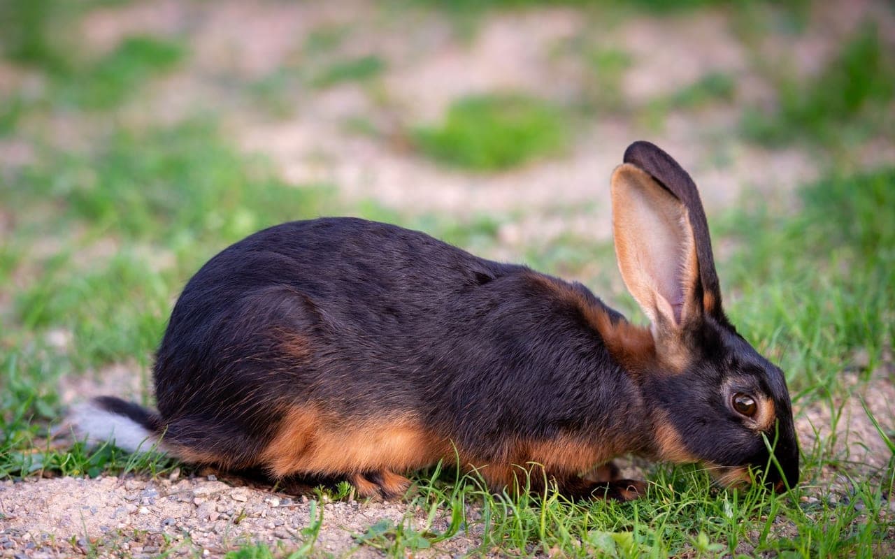 Belgian Hare rabbit