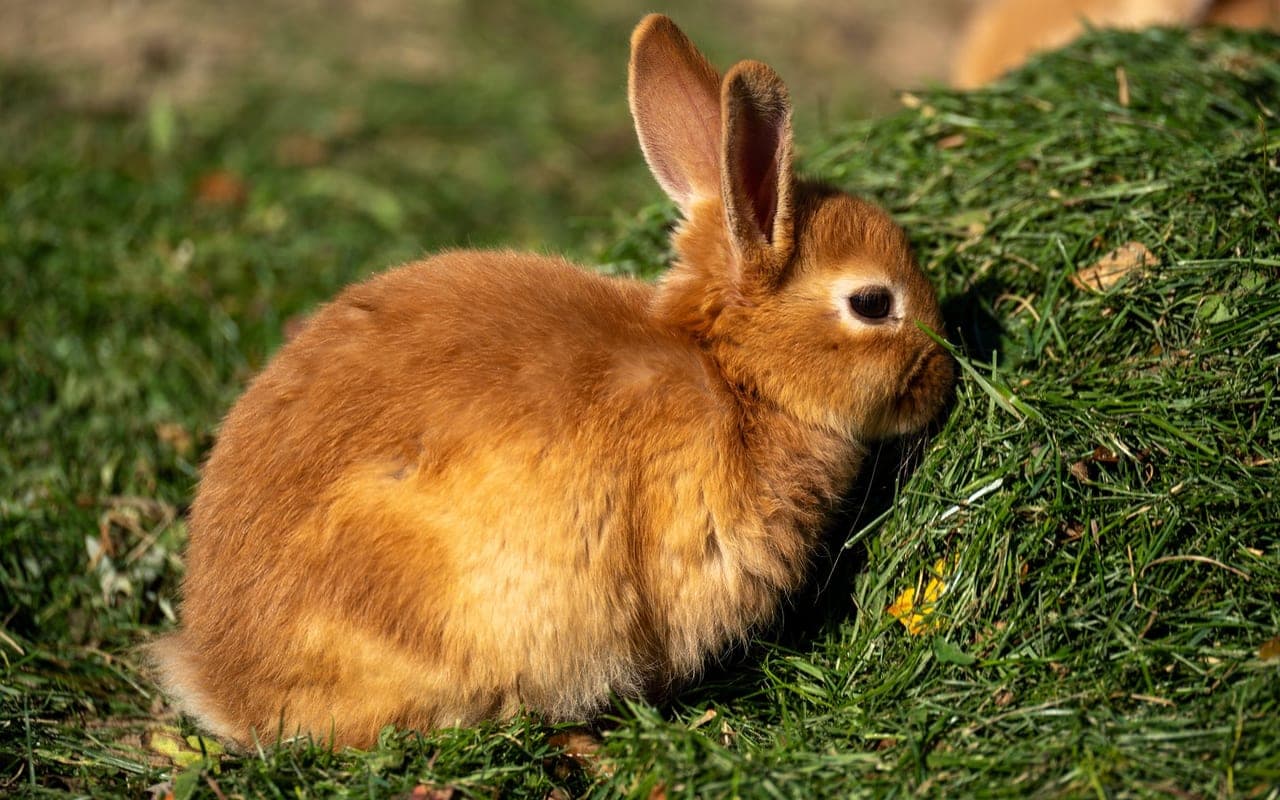 Belgian Hare — photo by Gundula Vogel