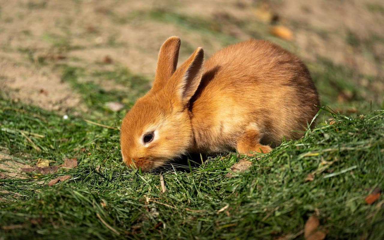 Belgian Hare — photo by Gundula Vogel