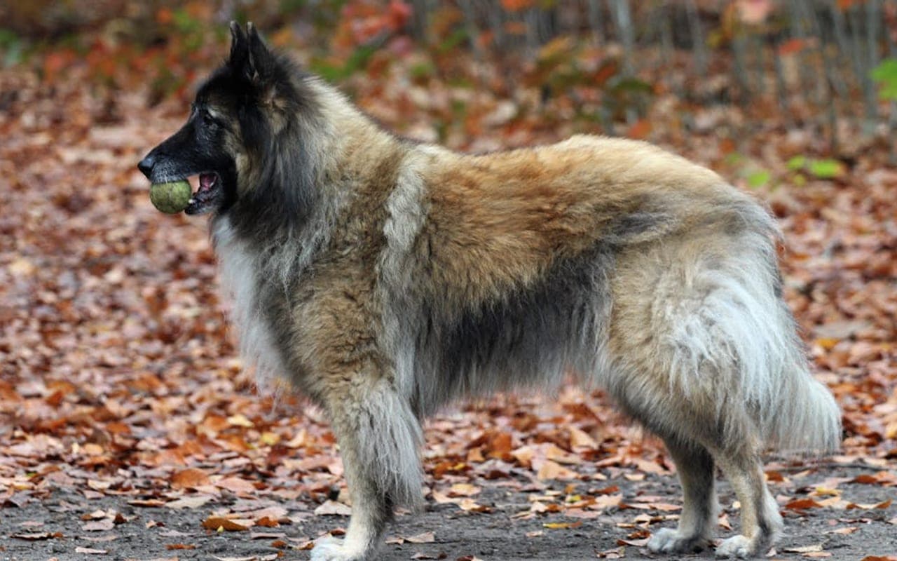 Belgian Laekenois