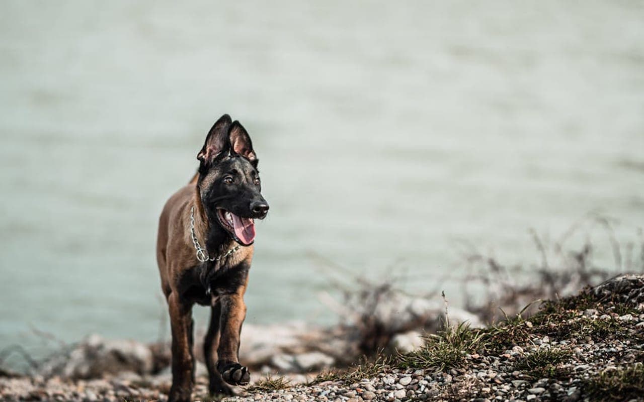 Belgian Malinois dog breed portrait