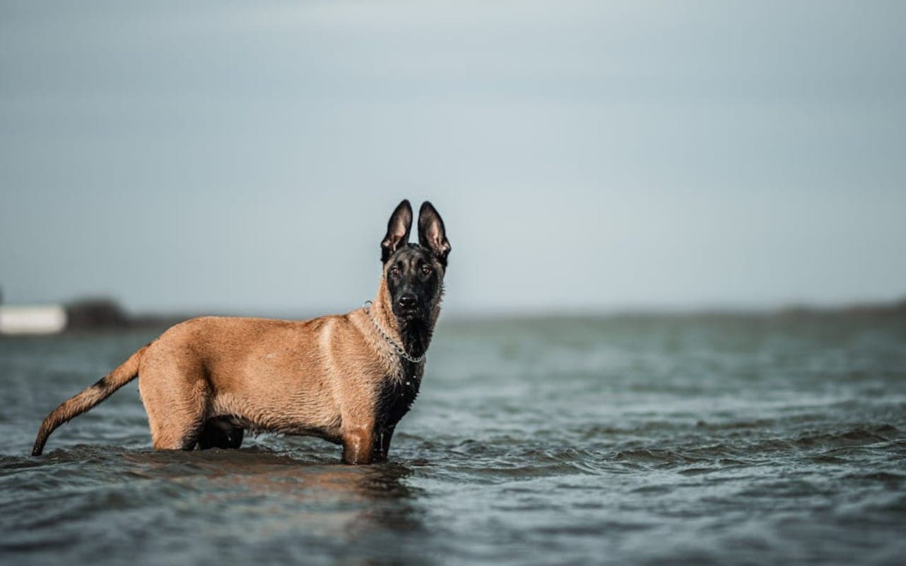 Belgian Malinois — gallery 2