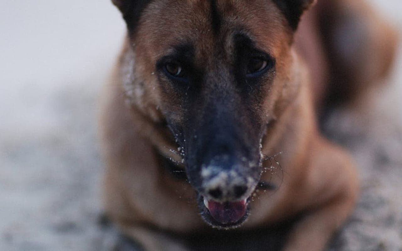 Belgian Malinois — gallery 3