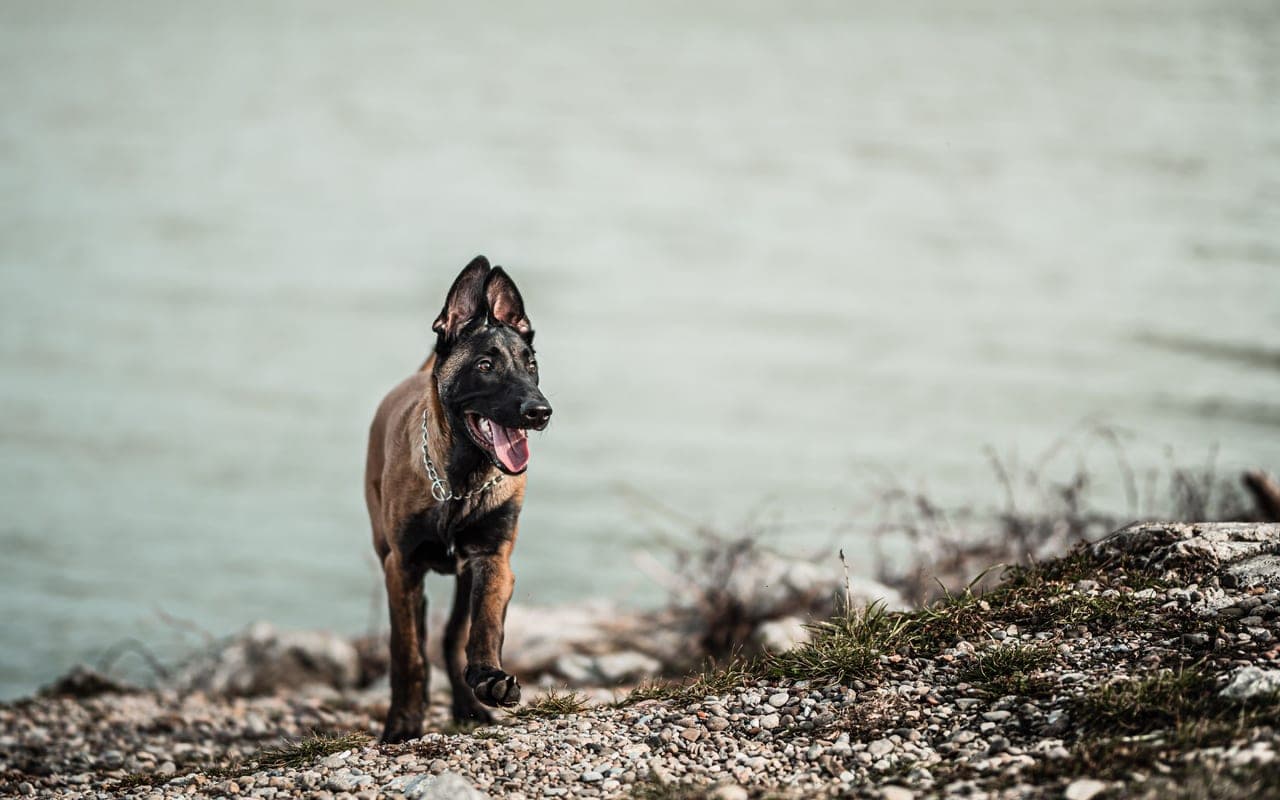 Belgian Malinois — photo by Jozef Fehér (Pexels)