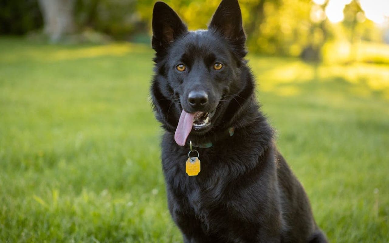 Belgian Sheepdog