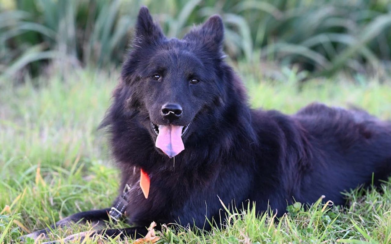 Belgian Sheepdog — gallery 2