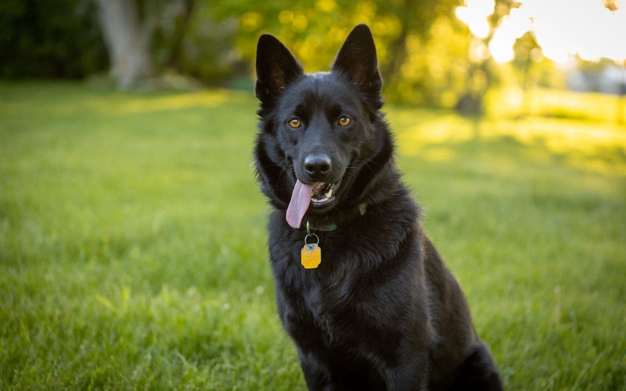 Belgian Sheepdog — photo by Sharon Snider (Pexels)