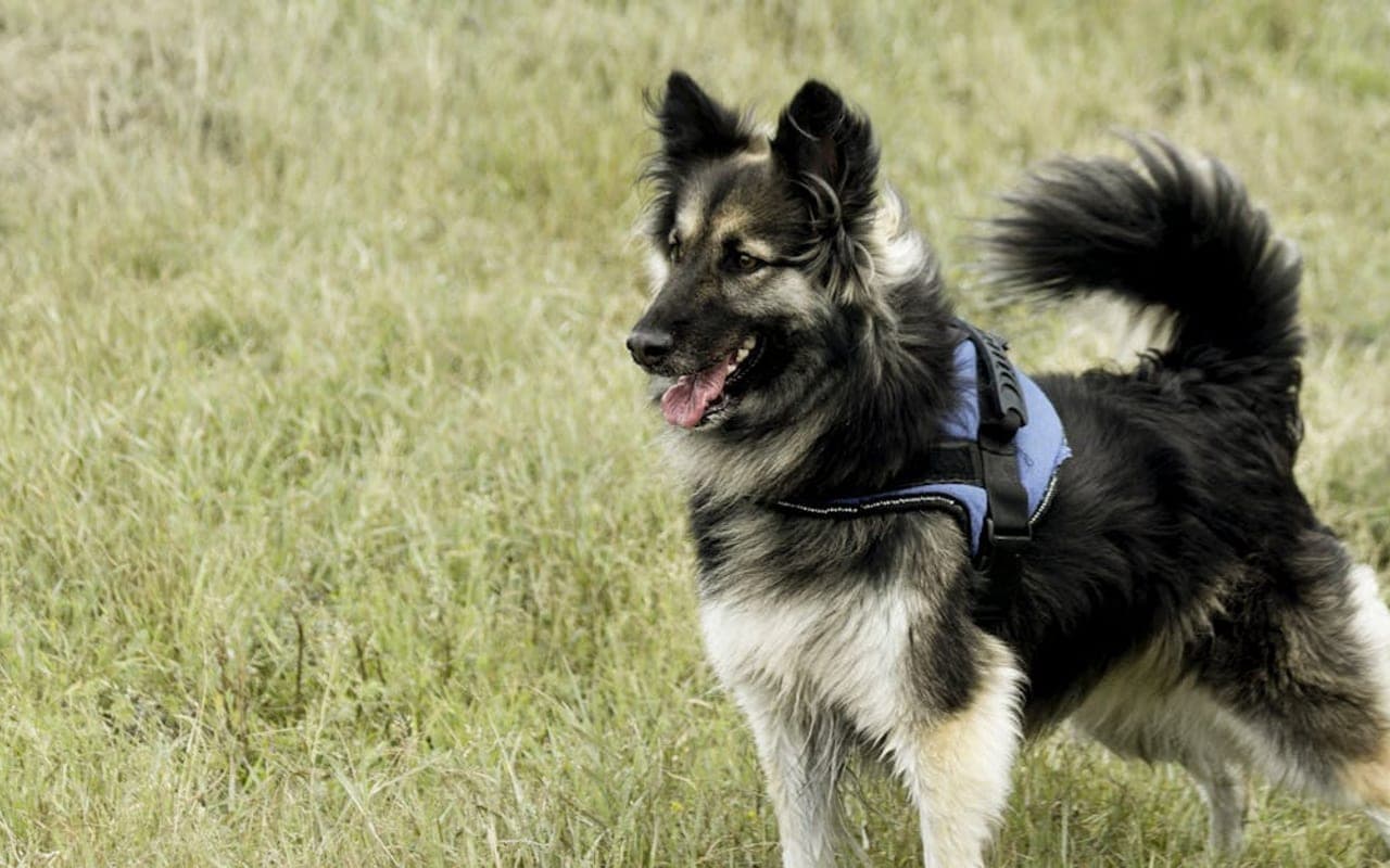Belgian Tervuren — gallery 3