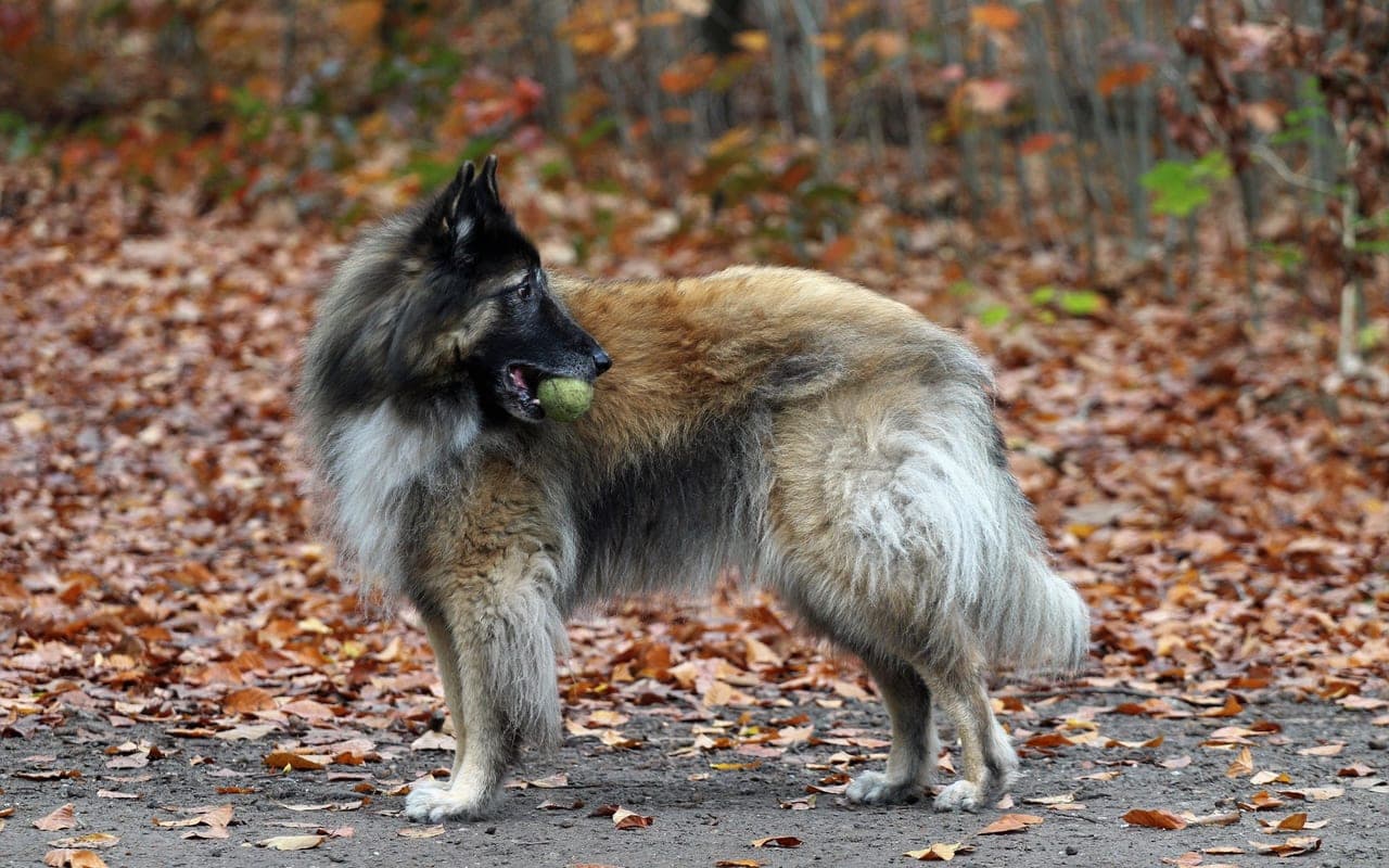 Belgian Tervuren — photo by hans middendorp (Pexels)
