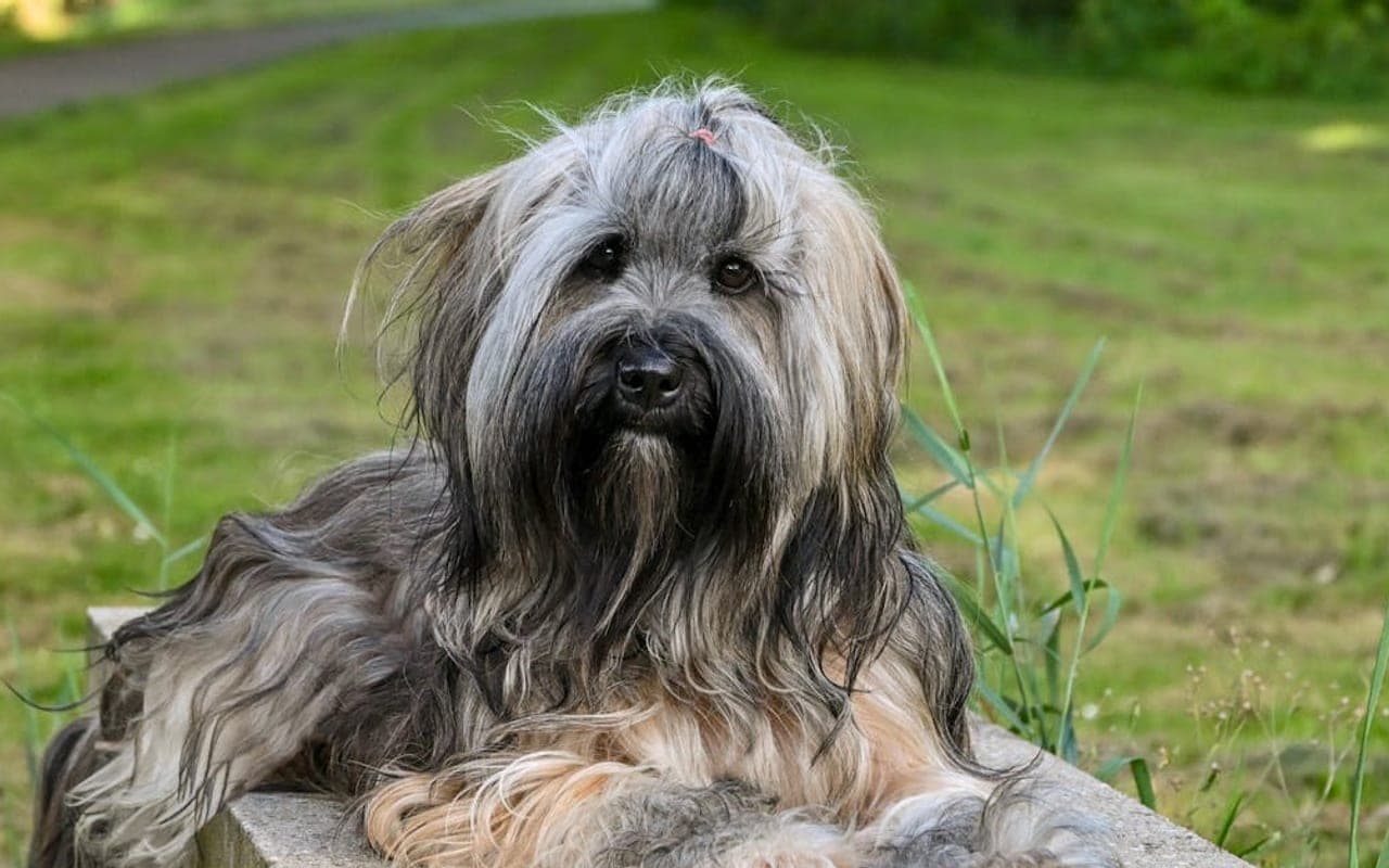 Bergamasco Sheepdog