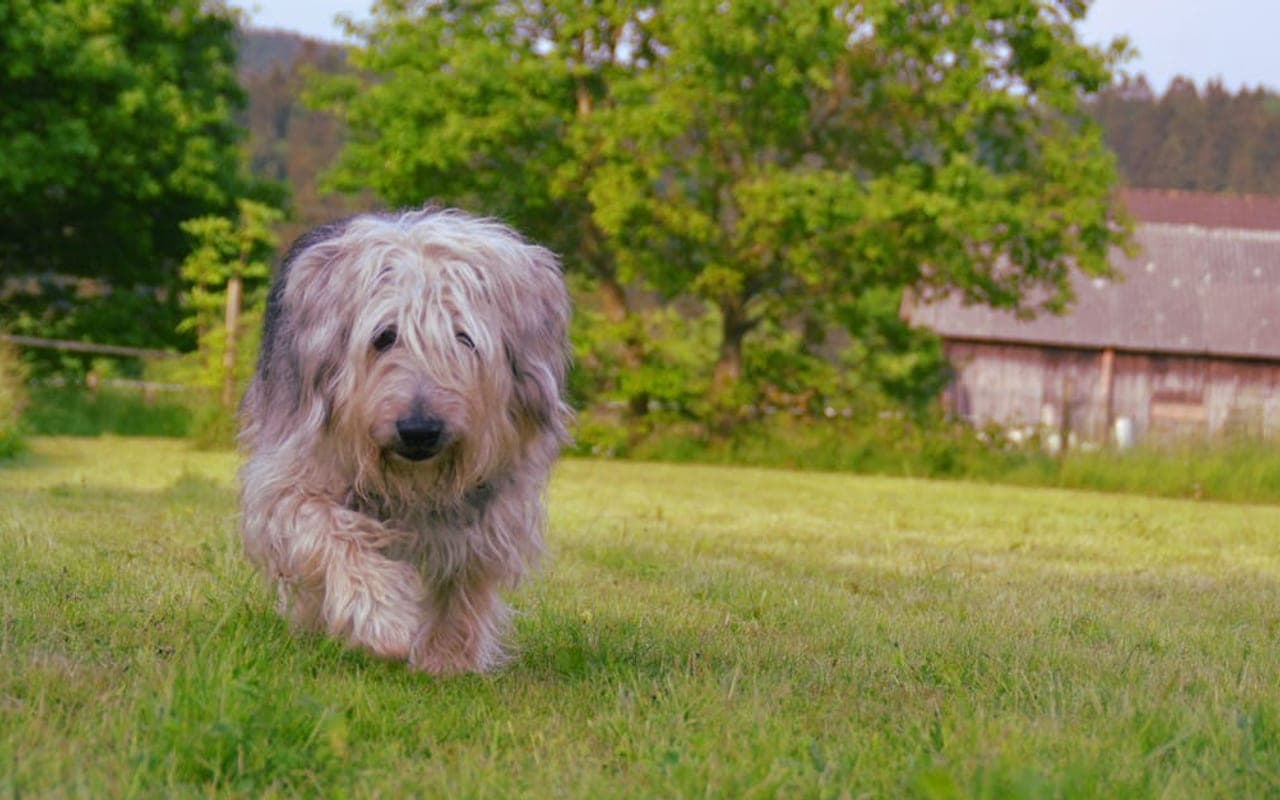 Bergamasco Sheepdog — gallery 3