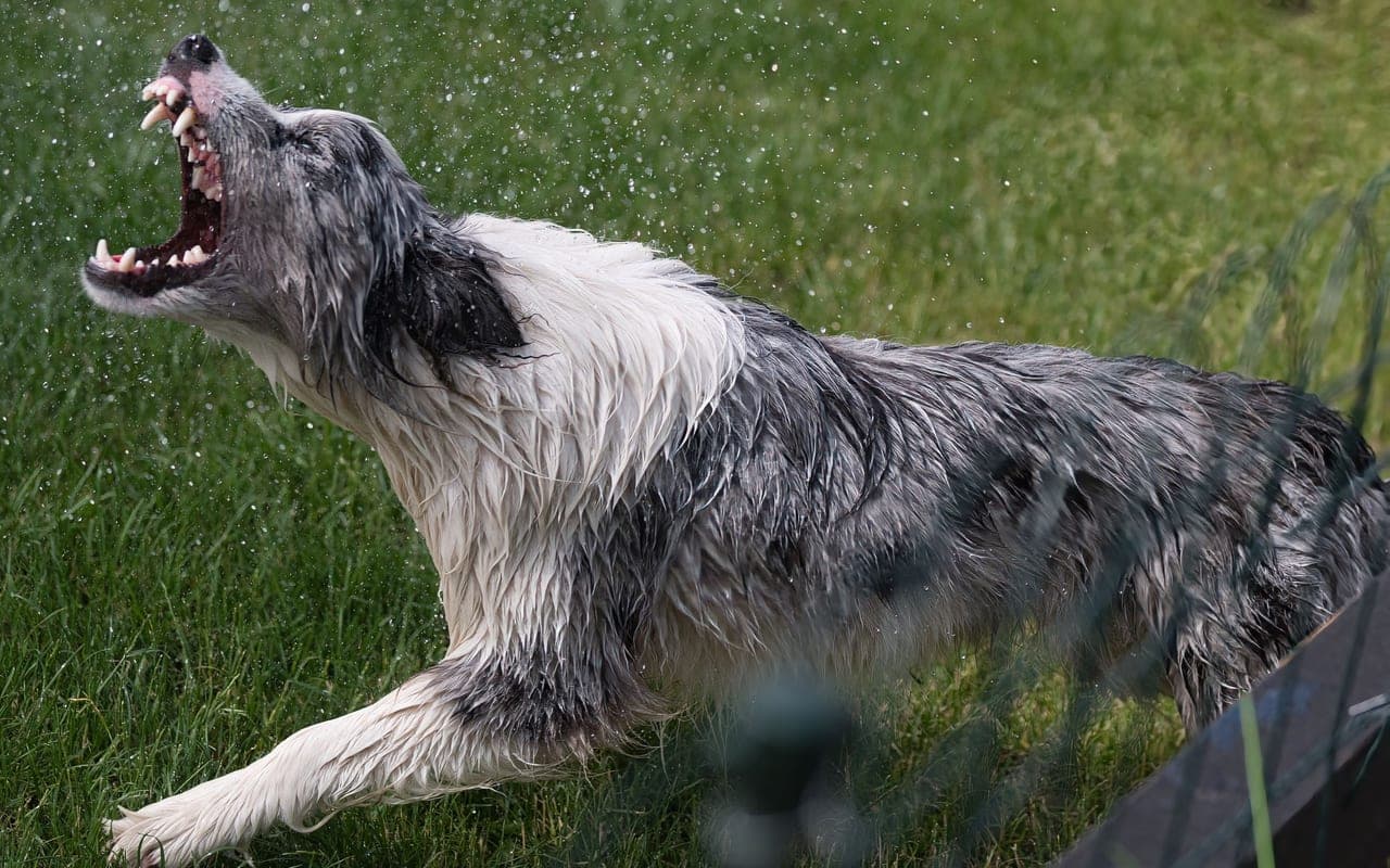 Bergamasco Sheepdog — photo by Michal Petráš (Pexels)