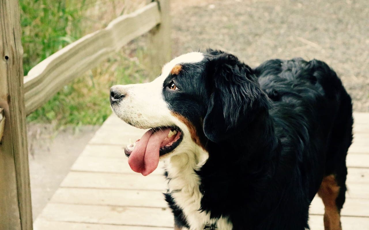 Bernese Mountain Dog — photo by Cameron Fitzgerald (Pexels)