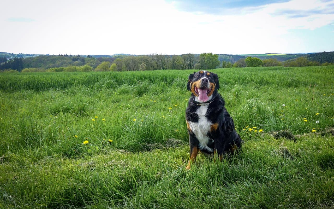 Bernese Mountain Dog