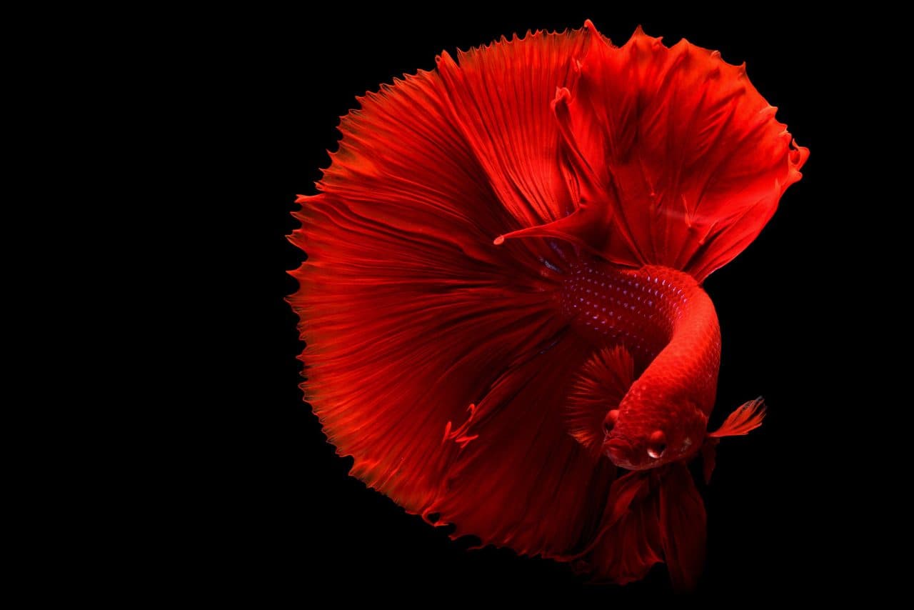 Betta Fish — Betta Fish — photo by Chevanon Photography (Pexels)