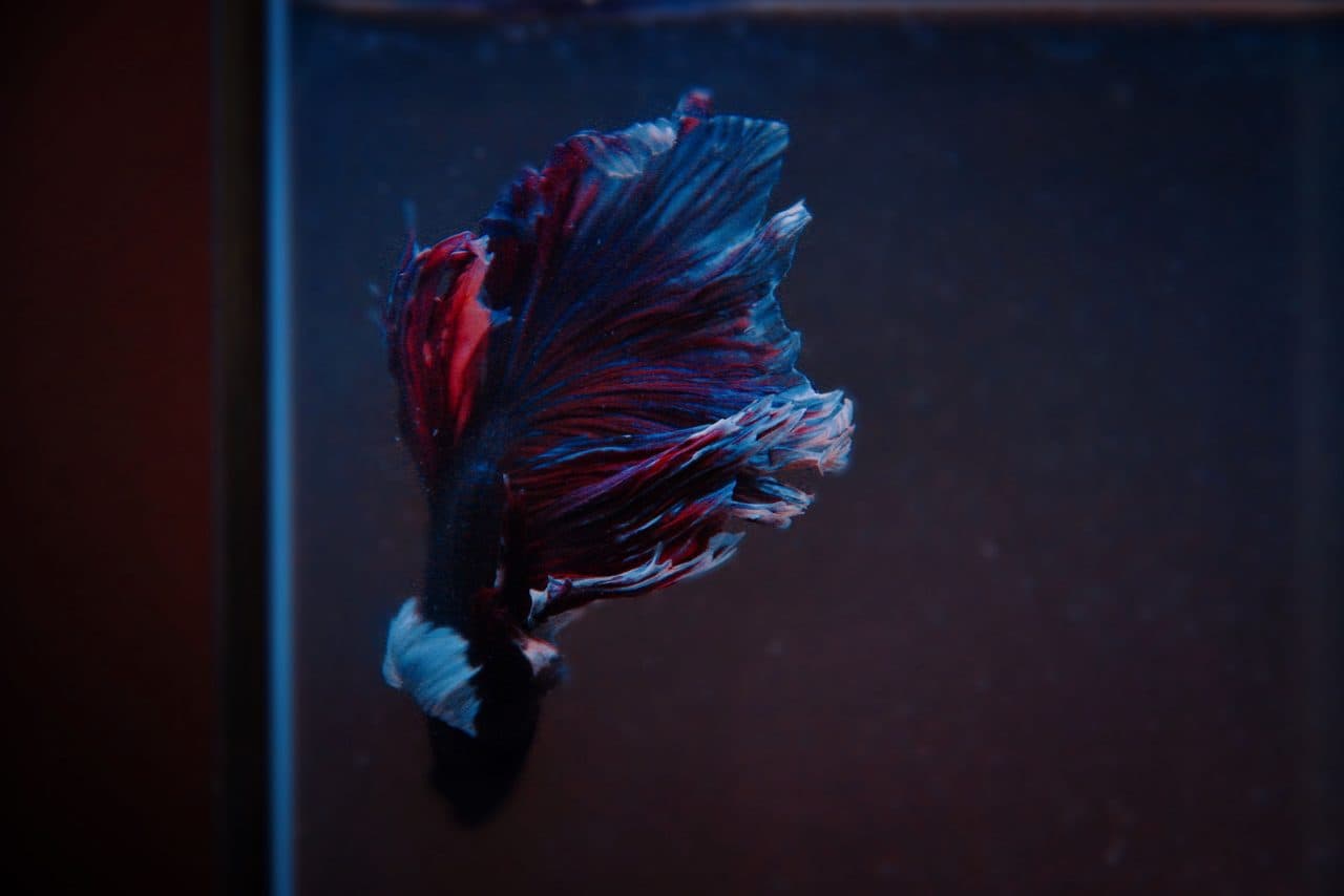 Betta Fish — Betta Fish — photo by Stacey Koenitz (Pexels)