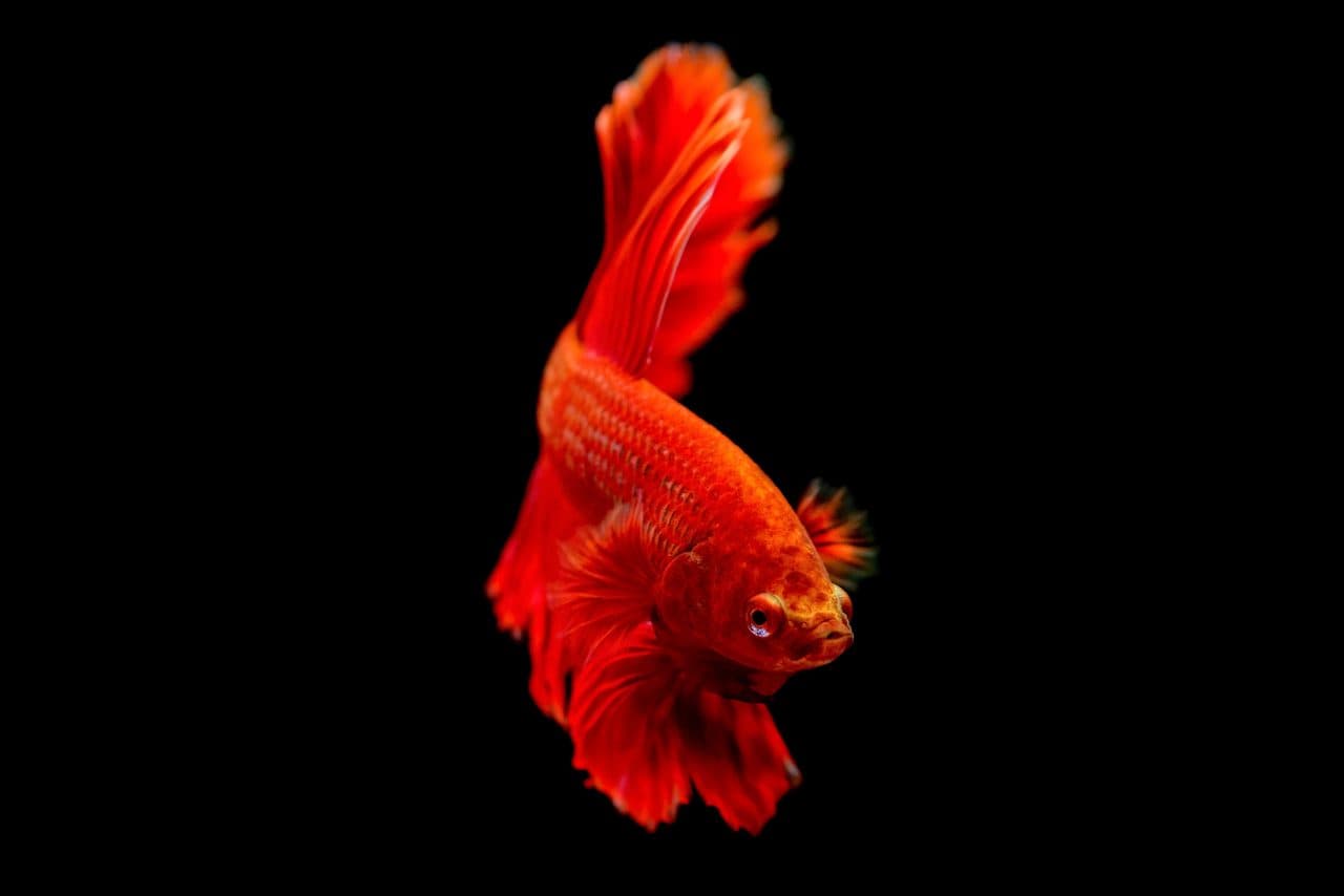 Betta Fish — Betta Fish — photo by Đỗ Minh Hà Tuấn (Pexels)