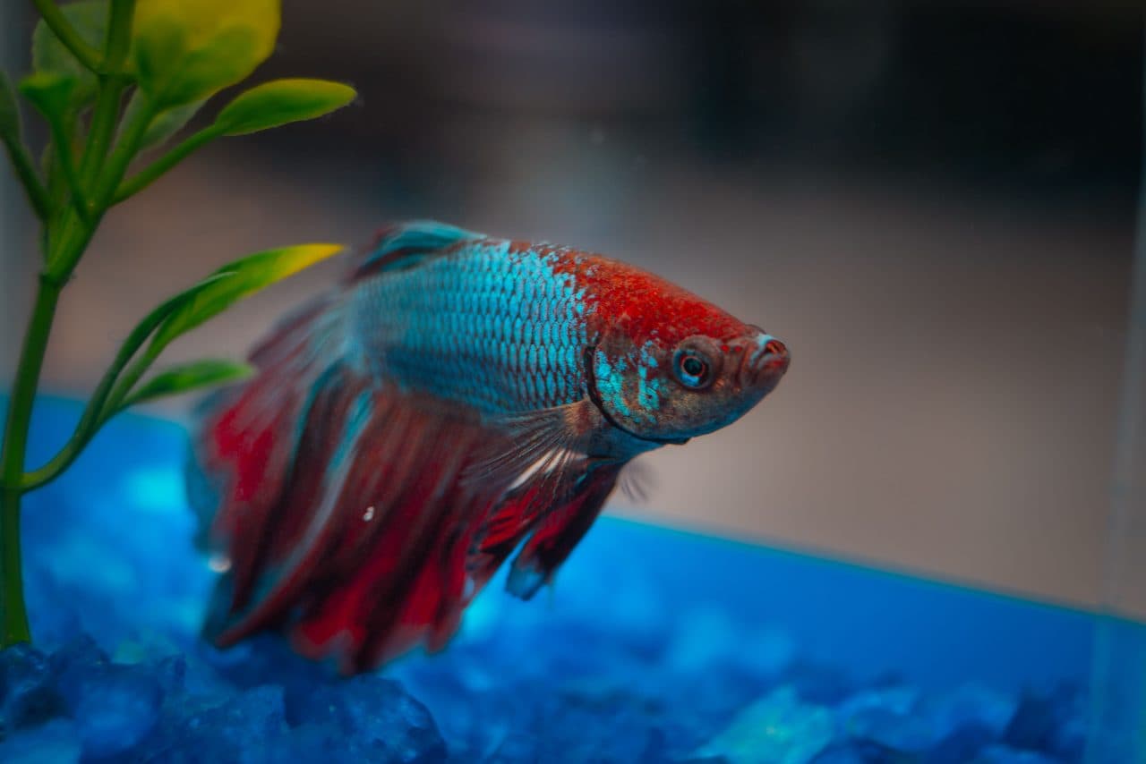 Betta Fish — Betta Fish — photo by @casalfilmsestudio (Pexels)