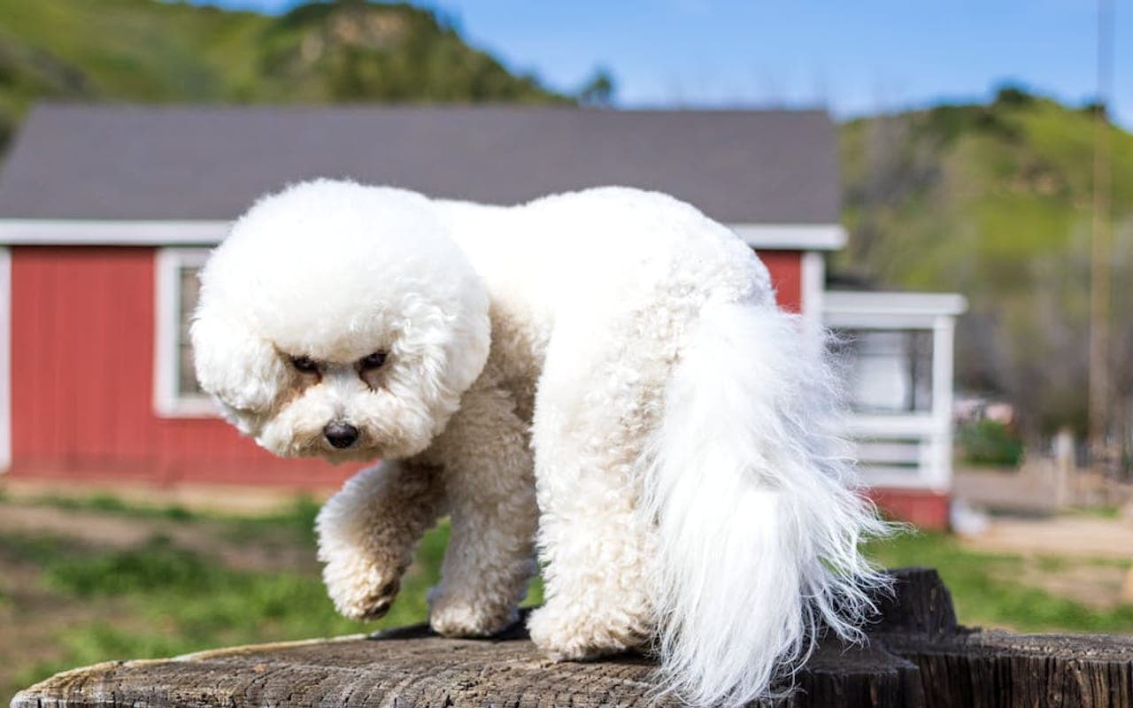 Bichon Frise — gallery 3