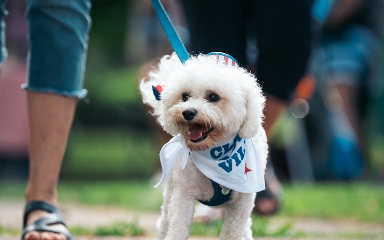 Bichon Frise — gallery 4