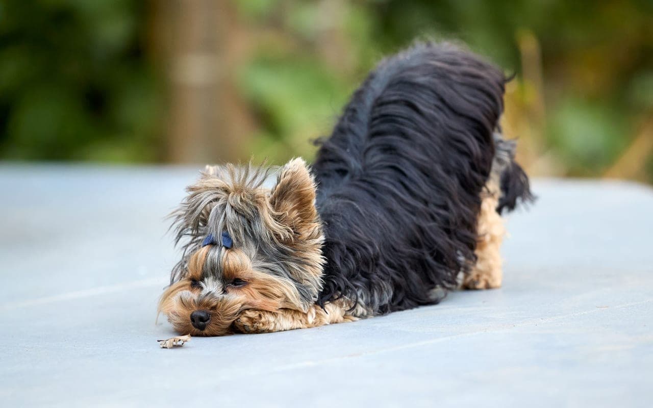 Biewer Terrier