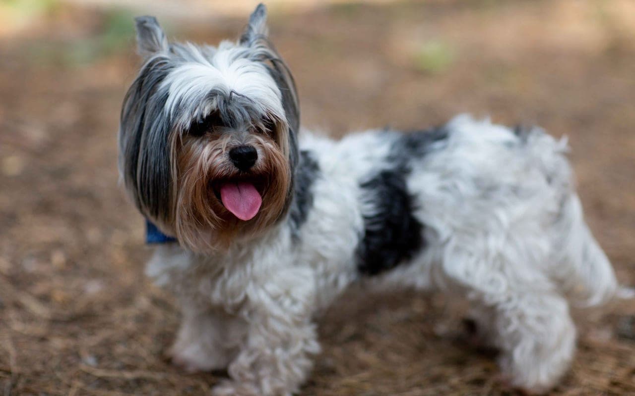 Biewer Terrier — photo by Merlin Lightpainting (Pexels)