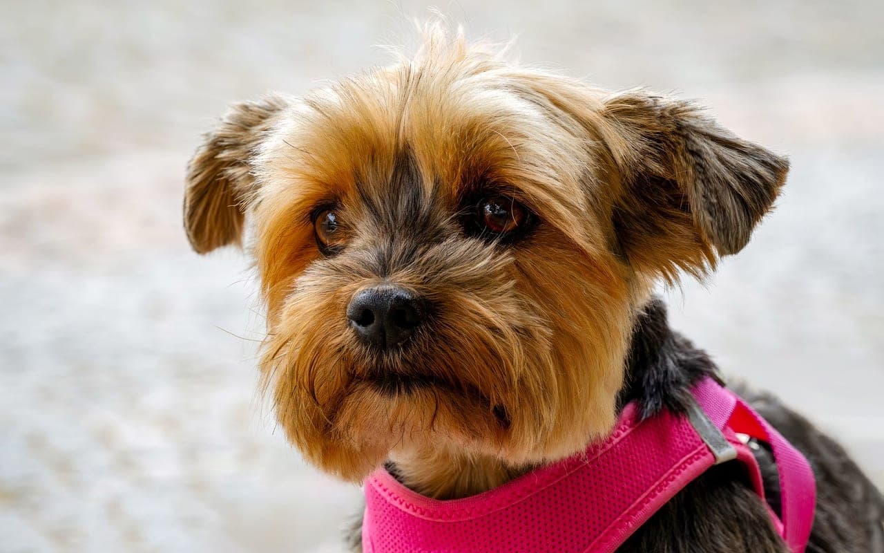 Biewer Terrier — photo by Gundula Vogel (Pexels)