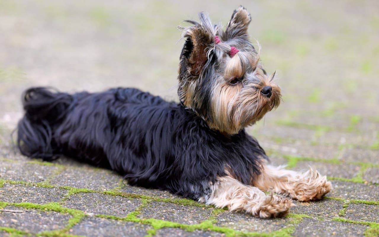 Biewer Terrier — photo by Erwin Bosman (Pexels)