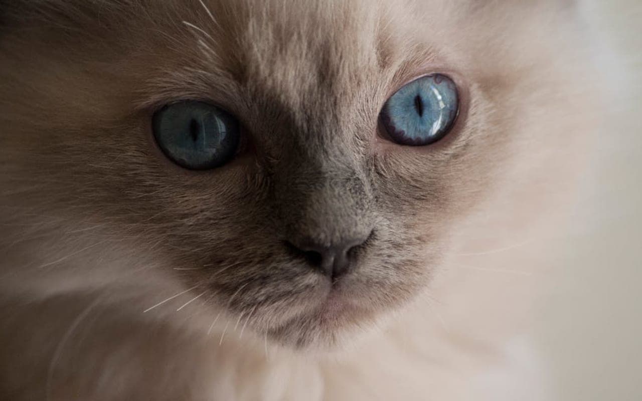 Birman cat breed