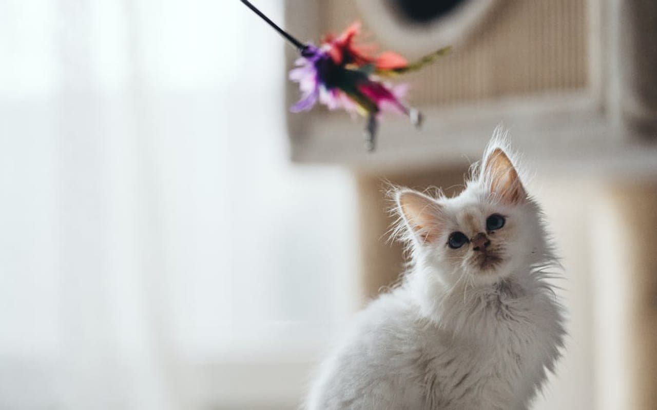 Birman — gallery 2