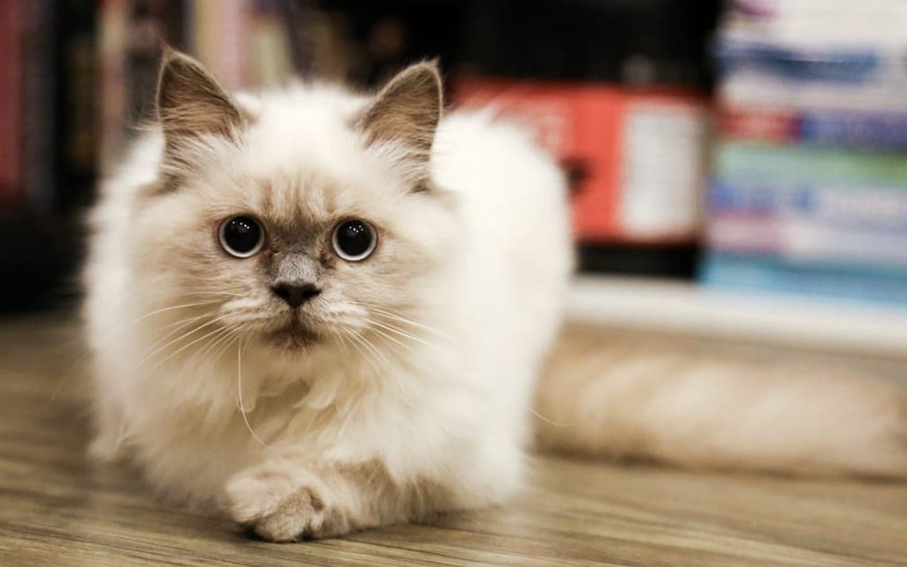 Birman — gallery 3