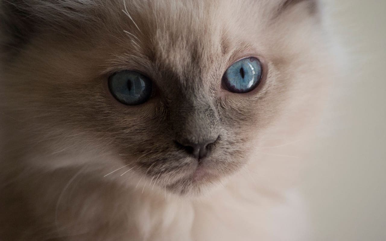 Birman — photo by Gaëtan Gennaro (Pexels)