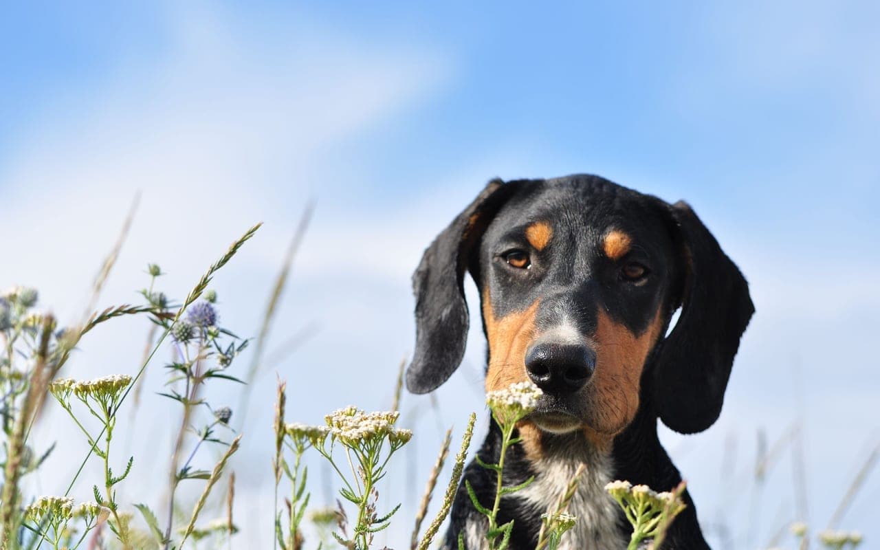 Black and Tan Coonhound