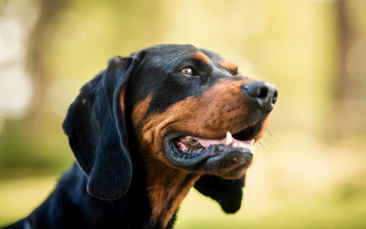 Black and Tan Coonhound — photo by Majkel Berger (Pexels)