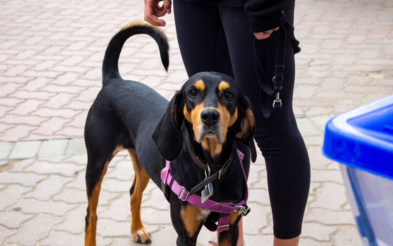 Black and Tan Coonhound — photo by Bethany Ellis (Pexels)