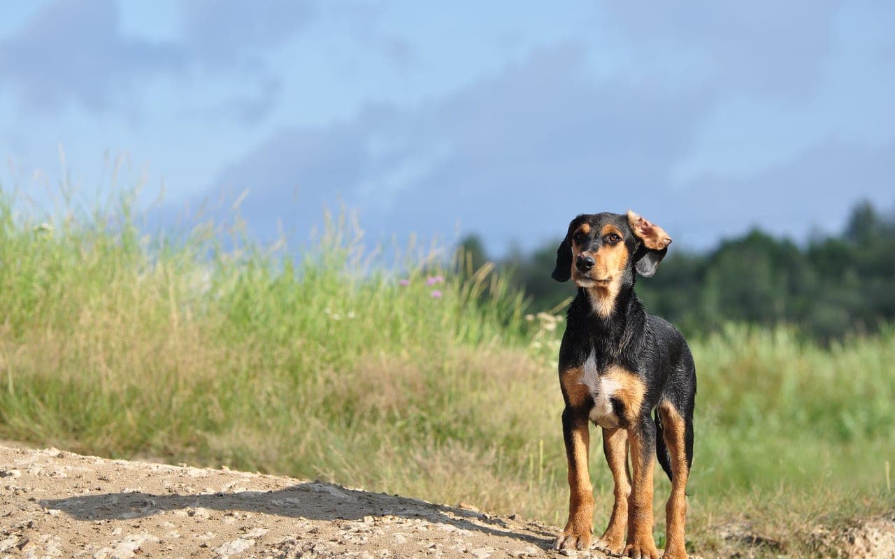 Black and Tan Coonhound — photo by Mariana Serban (Pexels)