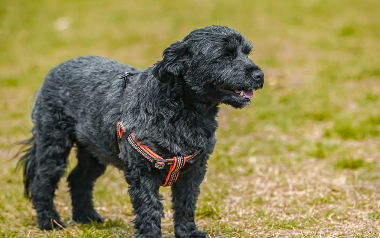 Black Russian Terrier