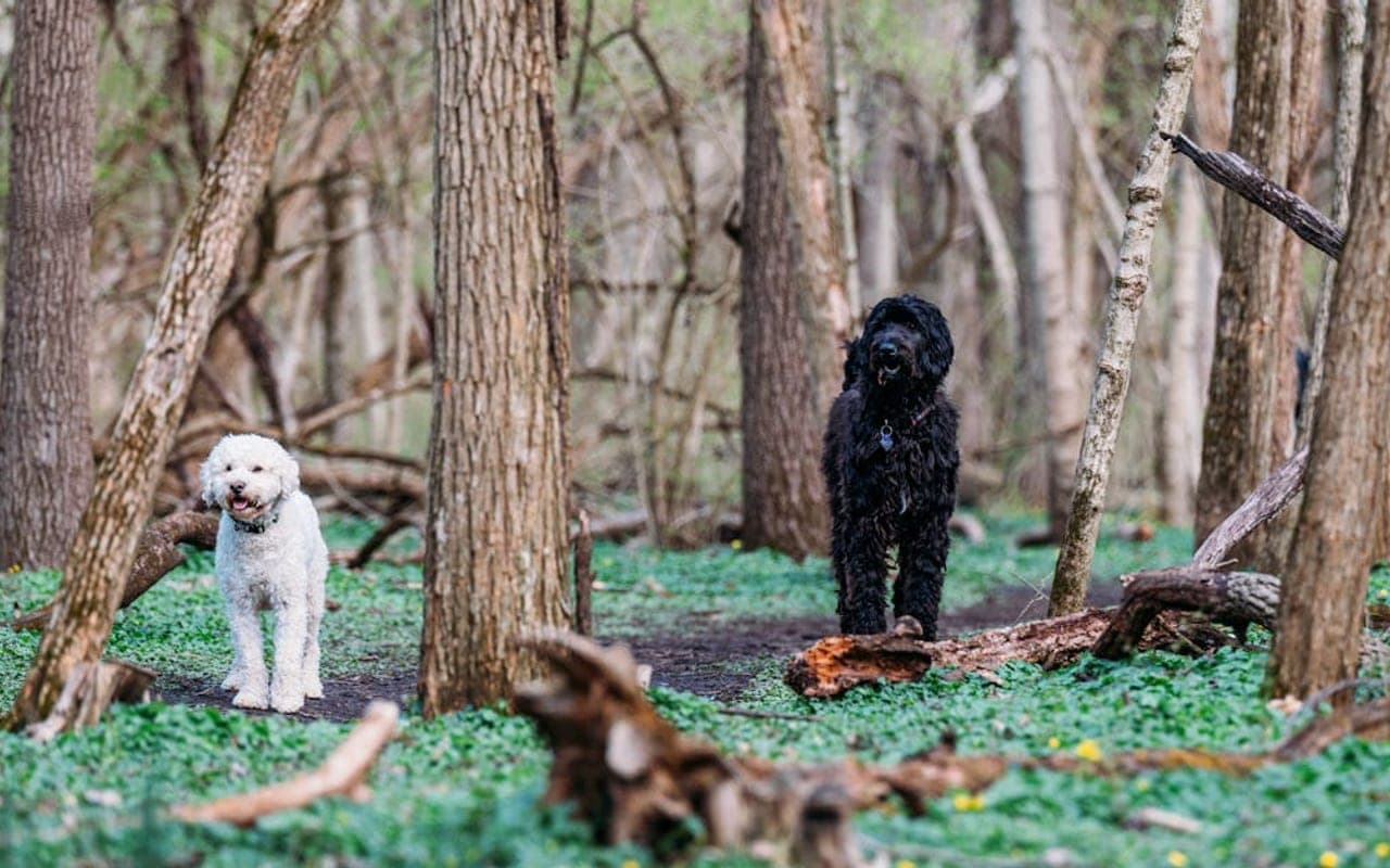 Black Russian Terrier — gallery 2