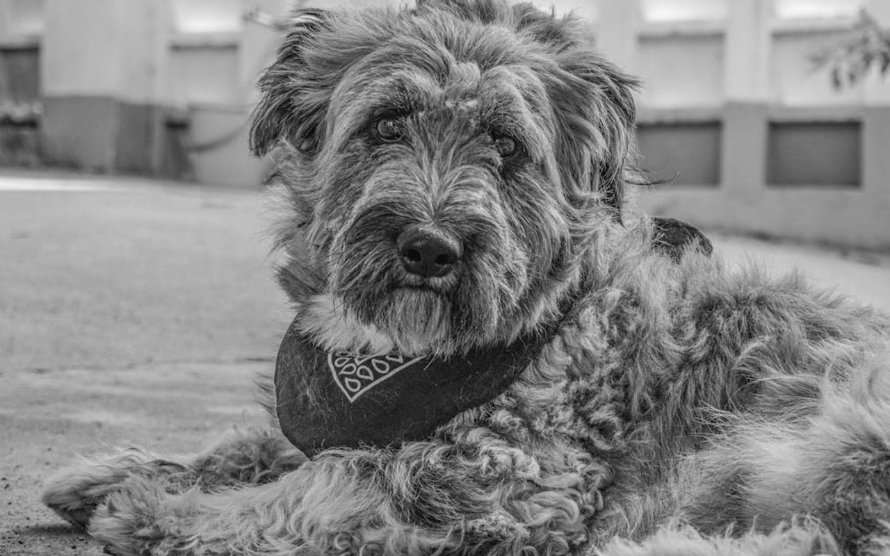 Black Russian Terrier — gallery 3