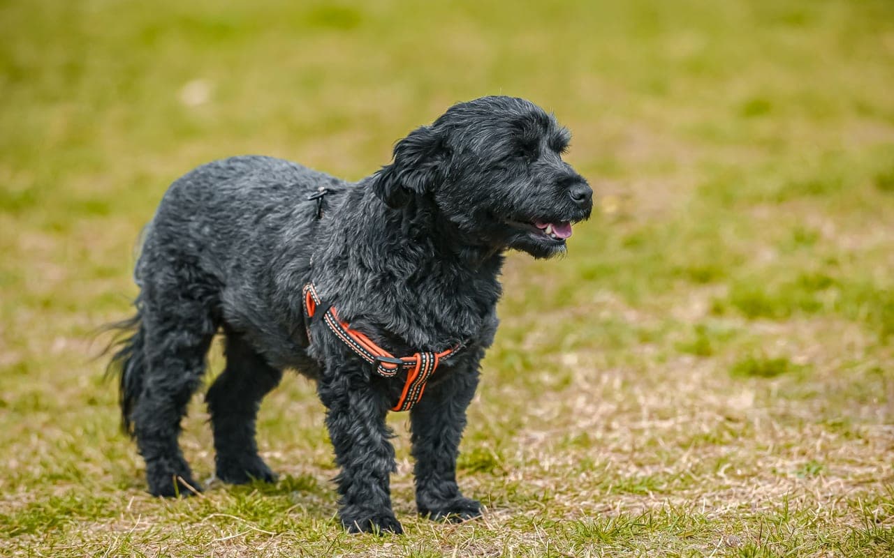 Black Russian Terrier — photo by Alexander Nadrilyanski (Pexels)
