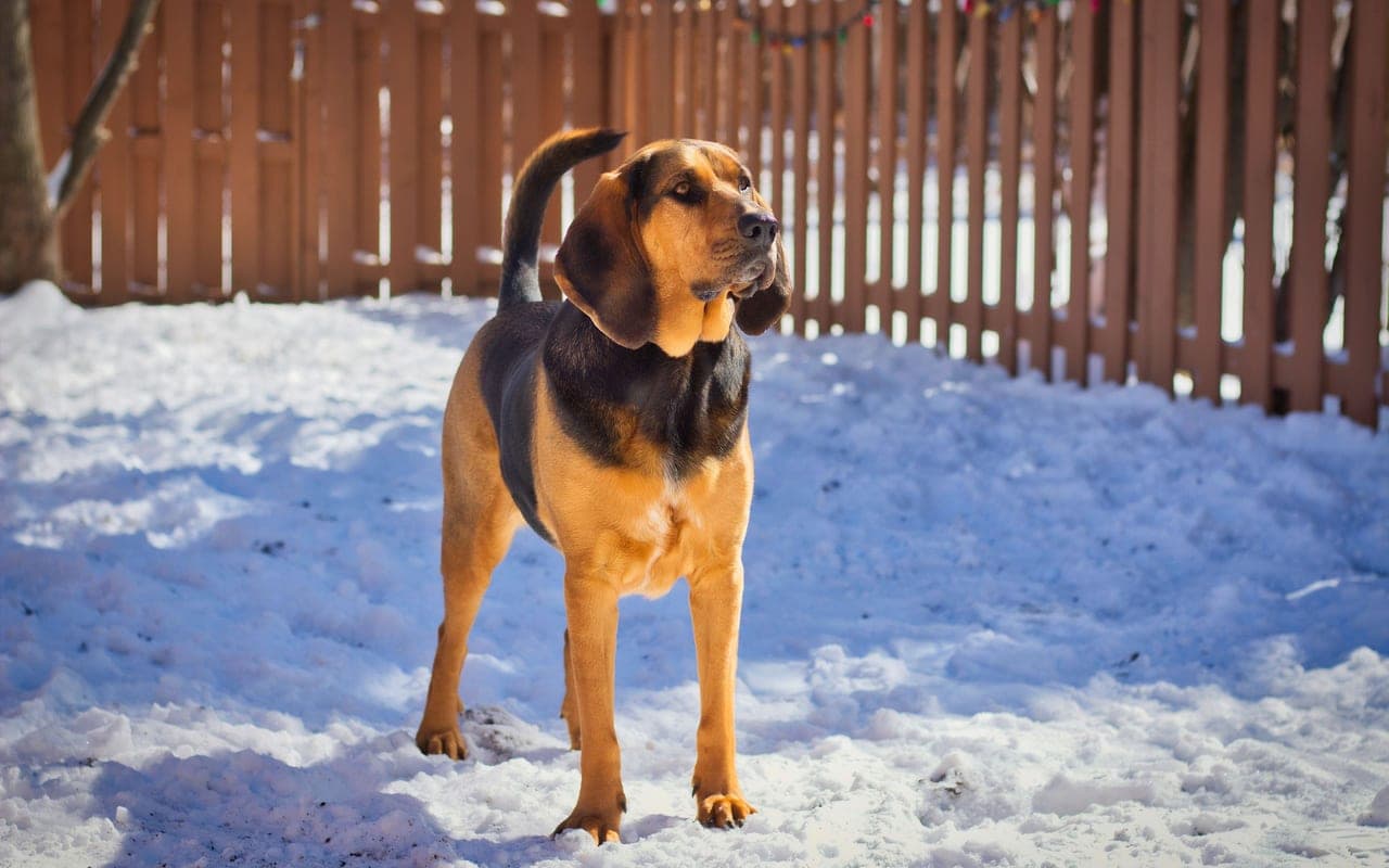 Bloodhound