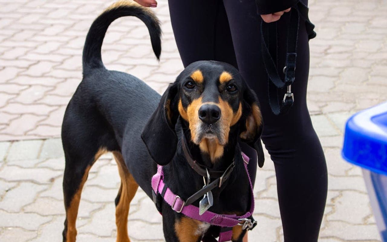 Bloodhound — gallery 3