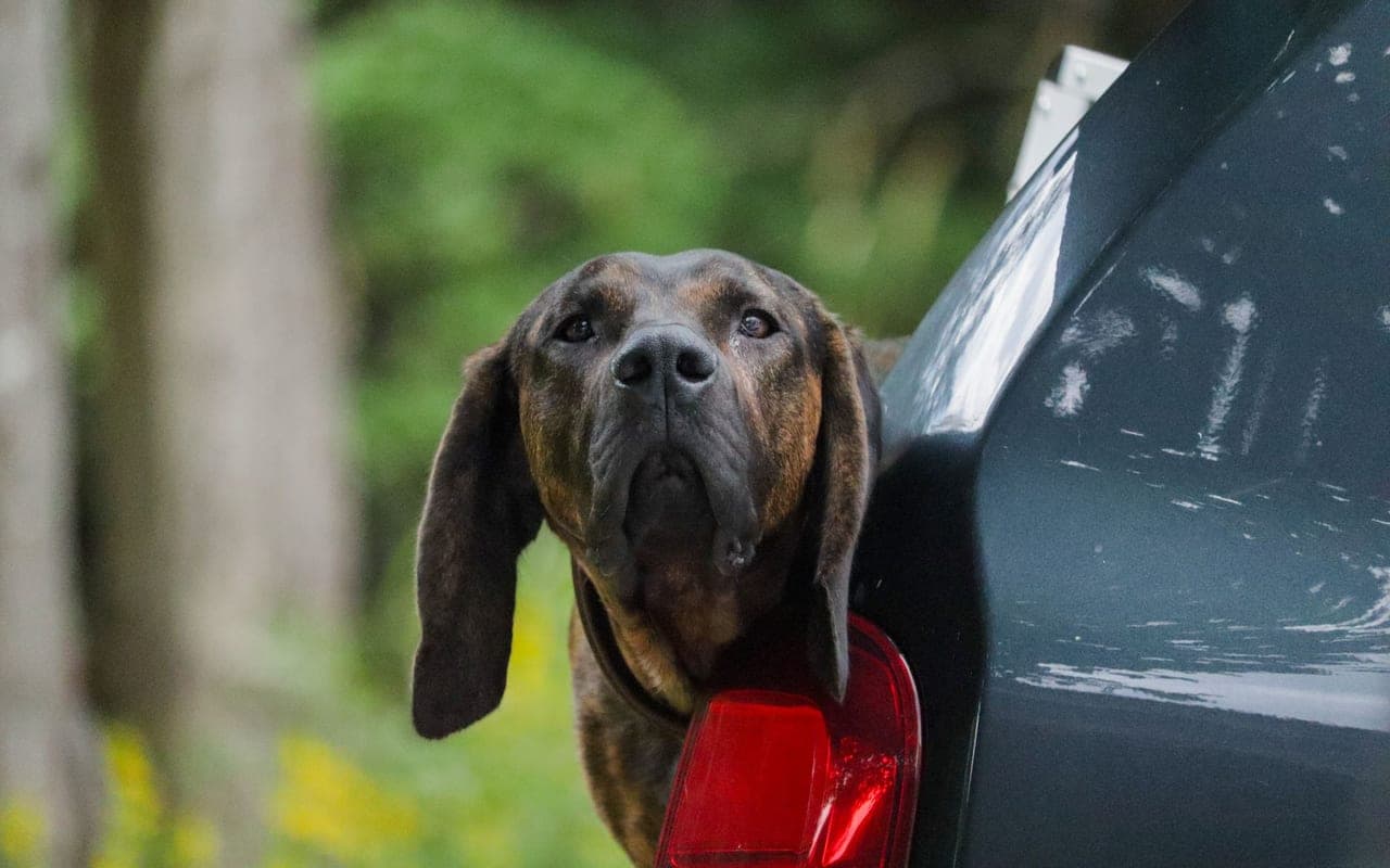 Bloodhound — photo by Lucas (Pexels)