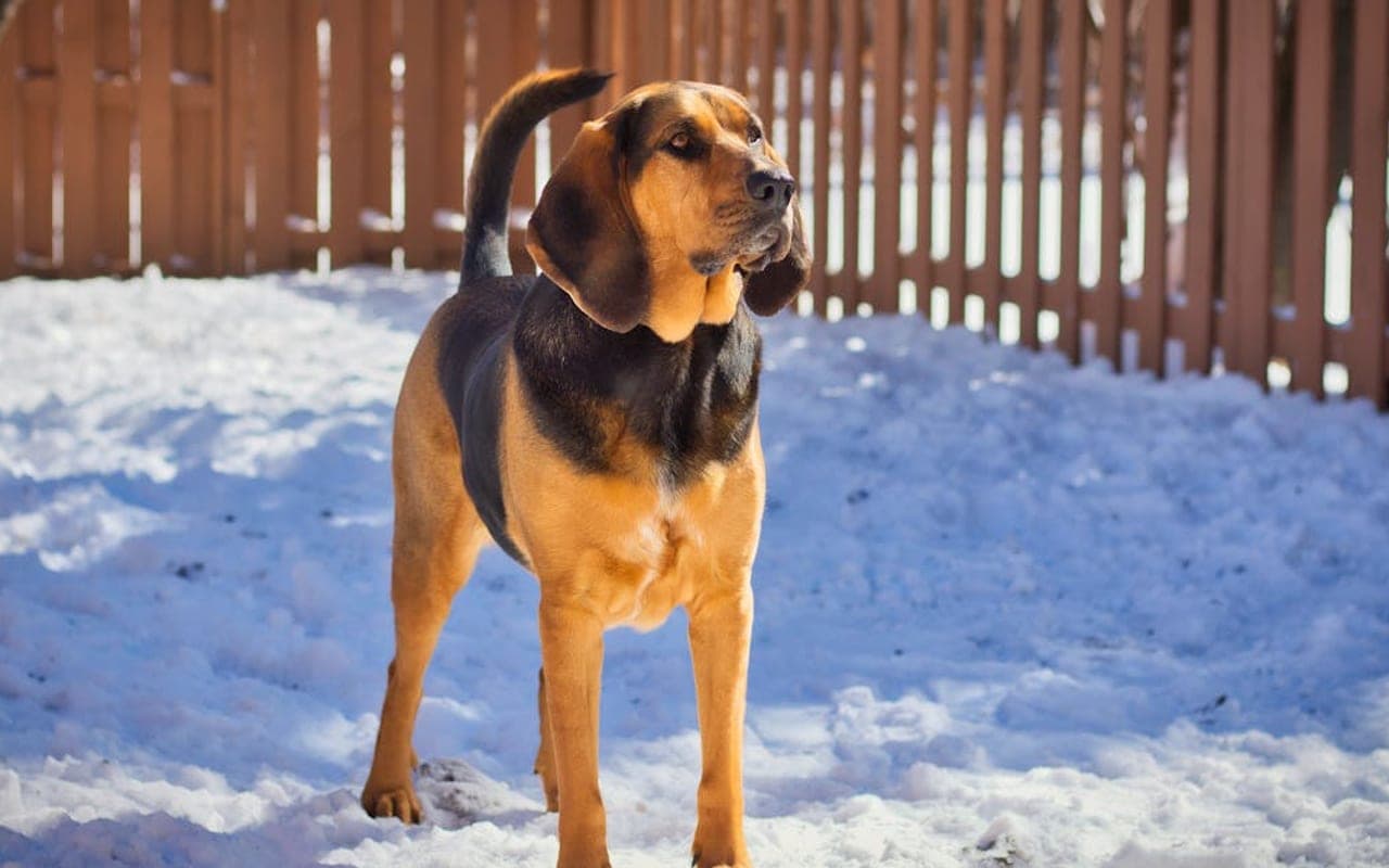 Bloodhound — gallery 5