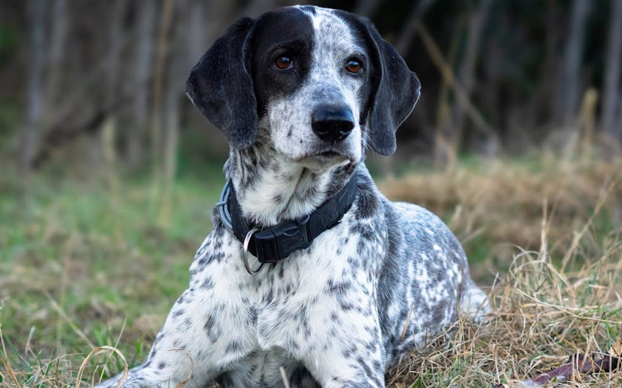 Bluetick Coonhound — gallery 3