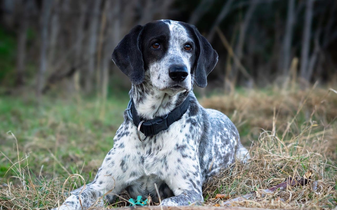Bluetick Coonhound — photo by Genadi Yakovlev (Pexels)