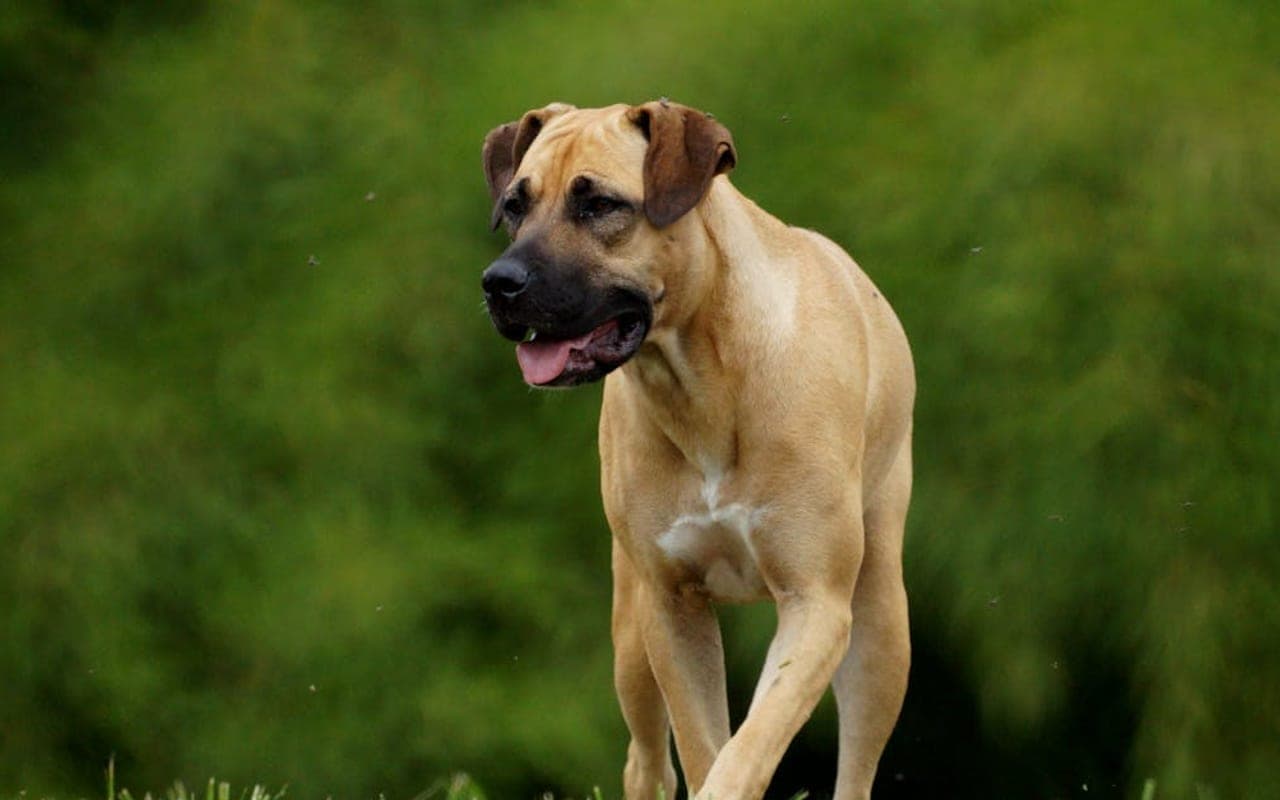 Boerboel