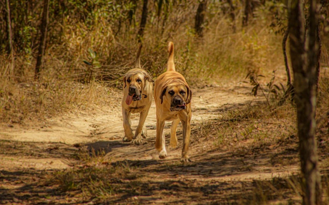 Boerboel — gallery 2