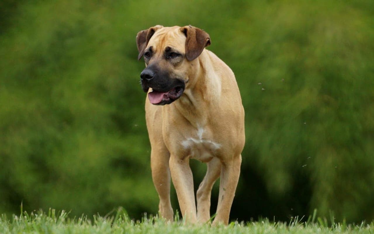 Boerboel — gallery 3