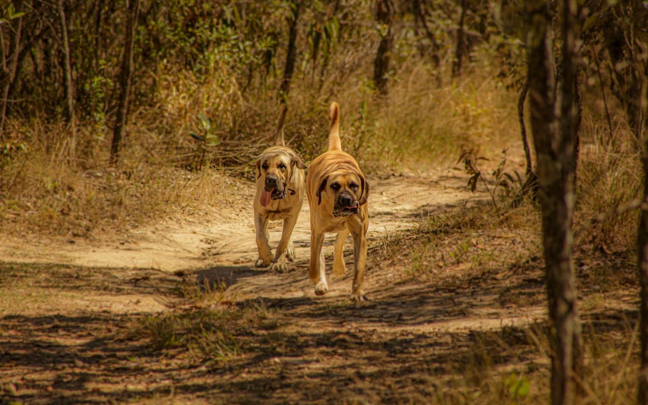 Boerboel — photo by Lucas Pezeta (Pexels)